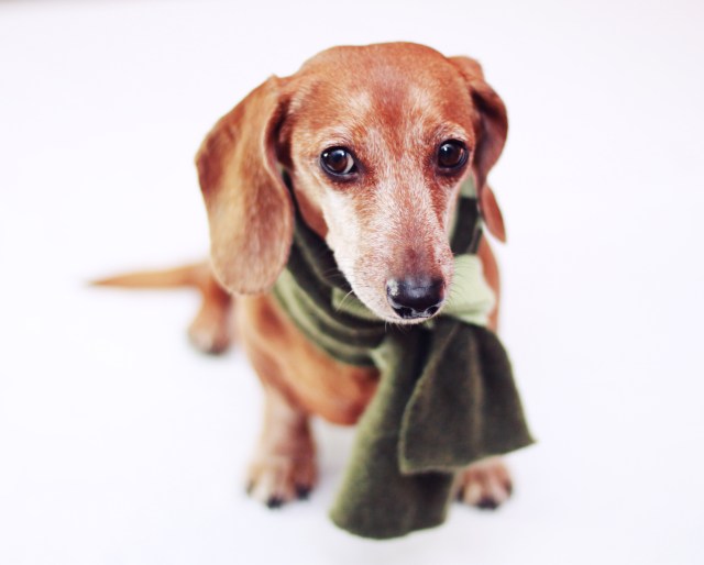 Rufus | December 2012.  Photo by: Johnny Ortez-Tibbels 