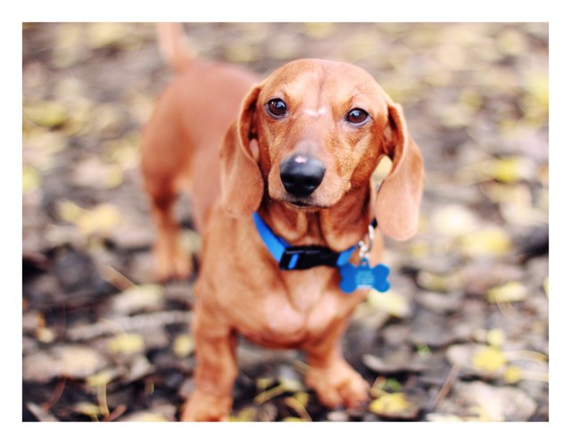 Rescue doxie | December 2012.  Photo by: Johnny Ortez-Tibbels 