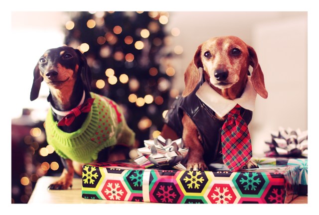 Emily & Rufus | December 2012.  Photo by: Johnny Ortez-Tibbels 