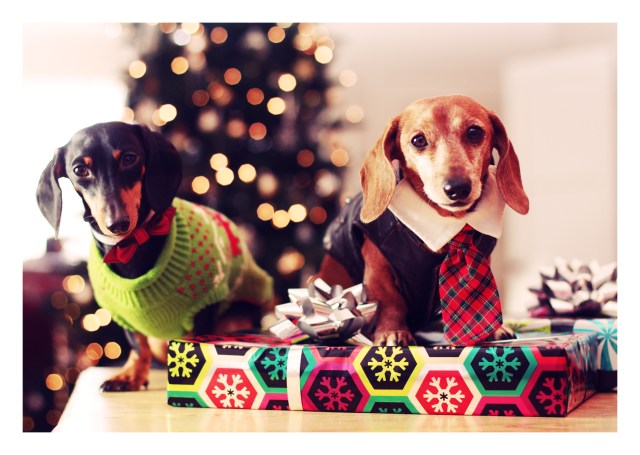 Emily & Rufus | December 2012.  Photo by: Johnny Ortez-Tibbels 