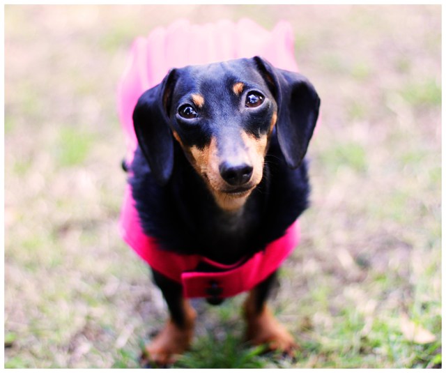 Emily | December 2012.  Photo by: Johnny Ortez-Tibbels 