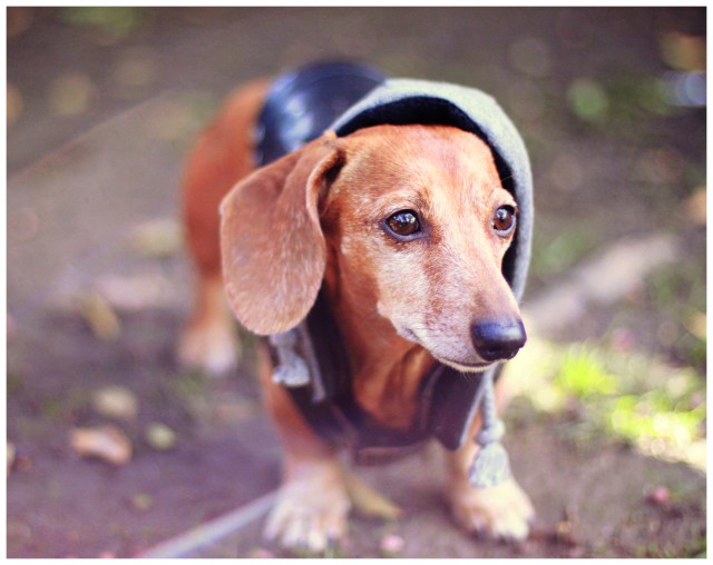 Rufus | December 2012.  Photo by: Johnny Ortez-Tibbels 