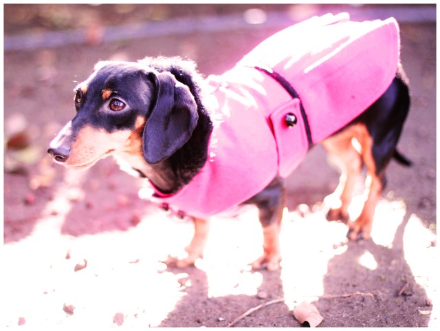 Emily | December 2012.  Photo by: Johnny Ortez-Tibbels 