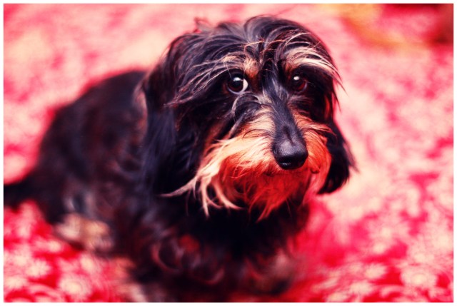 Griz | December 2012.  Photo by: Johnny Ortez-Tibbels 