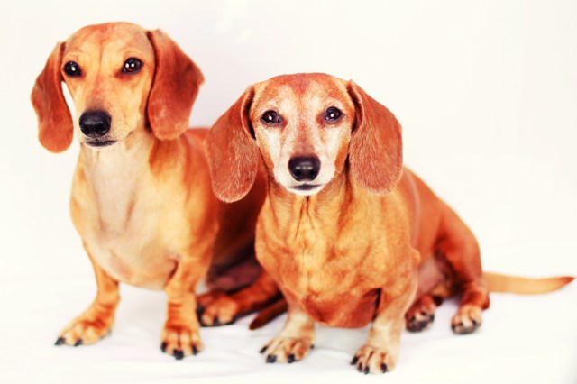 Milo & Rufus | December 2012.  Photo by: Johnny Ortez-Tibbels 