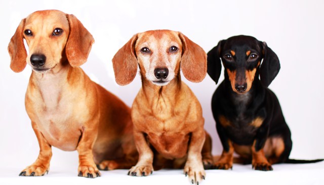 Milo, Rufus & Emily | December 2012.  Photo by: Johnny Ortez-Tibbels 