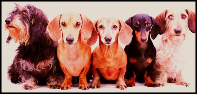 Griz, Milo, Rufus, Emily & Wes | December 2012.  Photo by: Johnny Ortez-Tibbels 