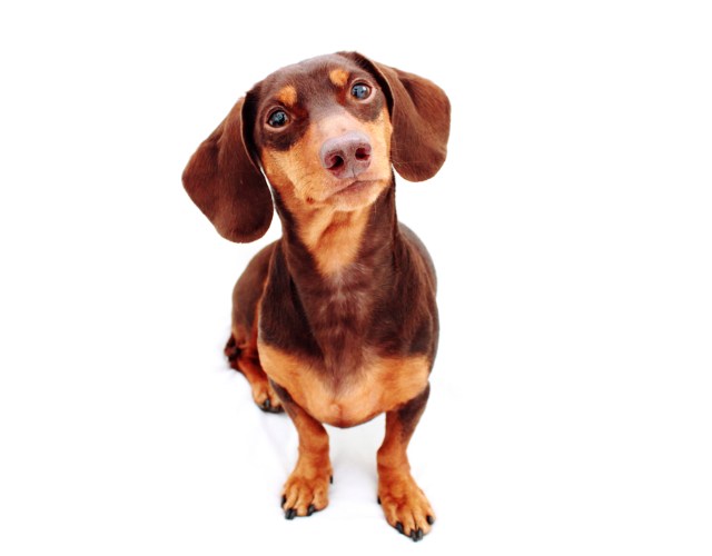 Polie | February 2011. Photo by: Johnny Ortez-Tibbels