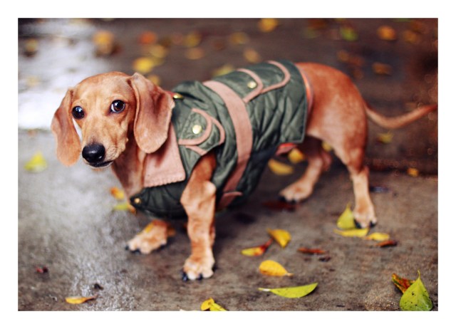 Milo | November 2012.  Photo by: Johnny Ortez-Tibbels 