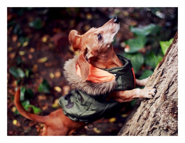 Rufus | November 2012.  Photo by: Johnny Ortez-Tibbels 