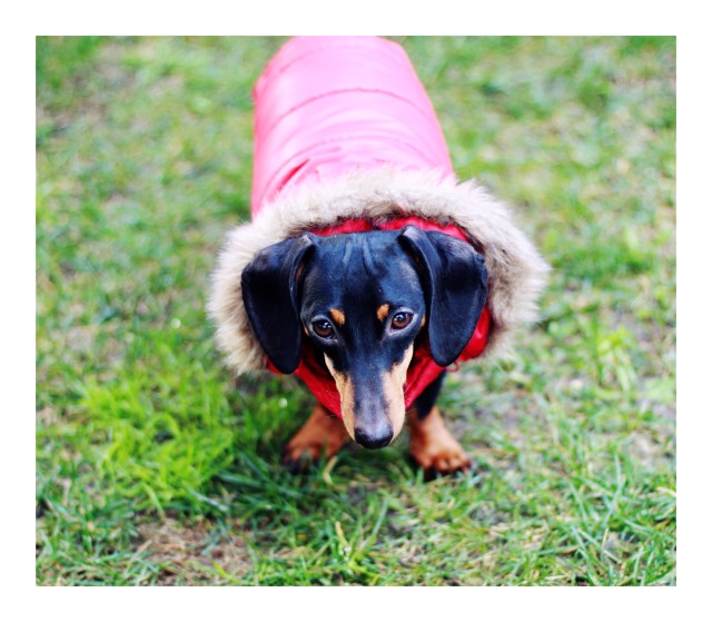 Emily | November 2012. Photo by: Johnny Ortez-Tibbels