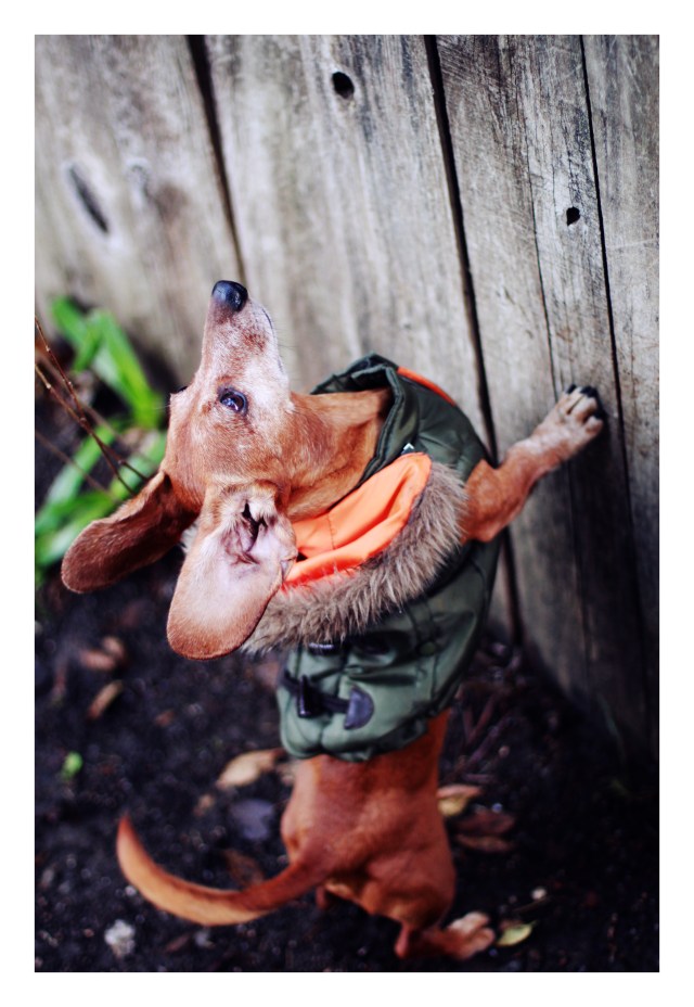 Rufus | November 2012.  Photo by: Johnny Ortez-Tibbels 