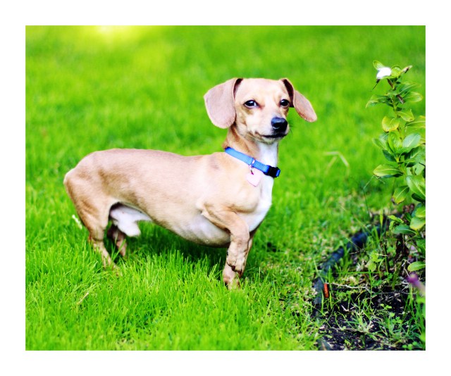 Charlie | December 2012. Photo by: Johnny Ortez-Tibbels