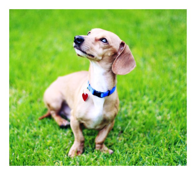 Charlie | December 2012. Photo by: Johnny Ortez-Tibbels