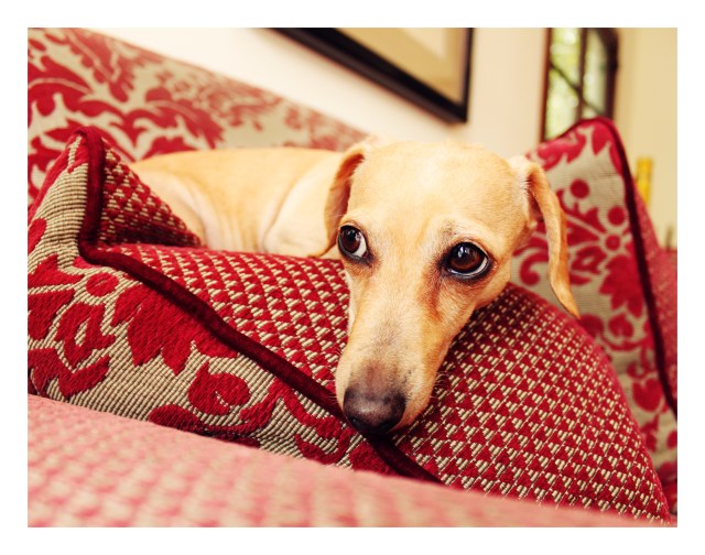 Maggie | February 2011.  Photo by: Johnny Ortez-Tibbels 