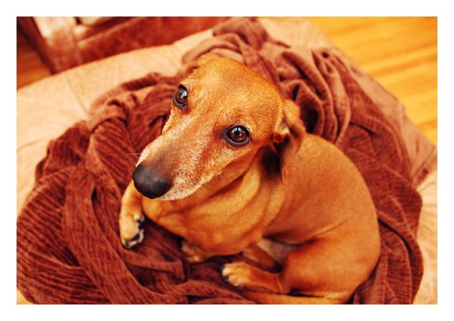 Rufus | February 2011.  Photo by: Johnny Ortez-Tibbels 