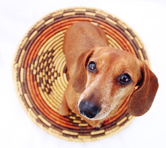 Rufus | February 2011. Photo by: Johnny Ortez-Tibbels