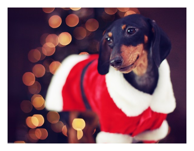 Emily | December 2012.  Photo by: Johnny Ortez-Tibbels 