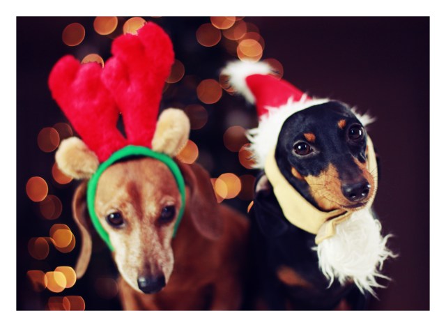 Rufus & Emily | December 2012.  Photo by: Johnny Ortez-Tibbels 