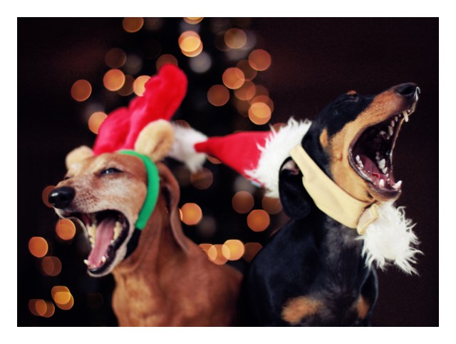 Rufus & Emily | December 2012.  Photo by: Johnny Ortez-Tibbels 