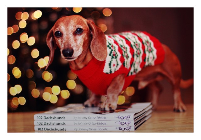 Rufus | December 2012.  Photo by: Johnny Ortez-Tibbels 