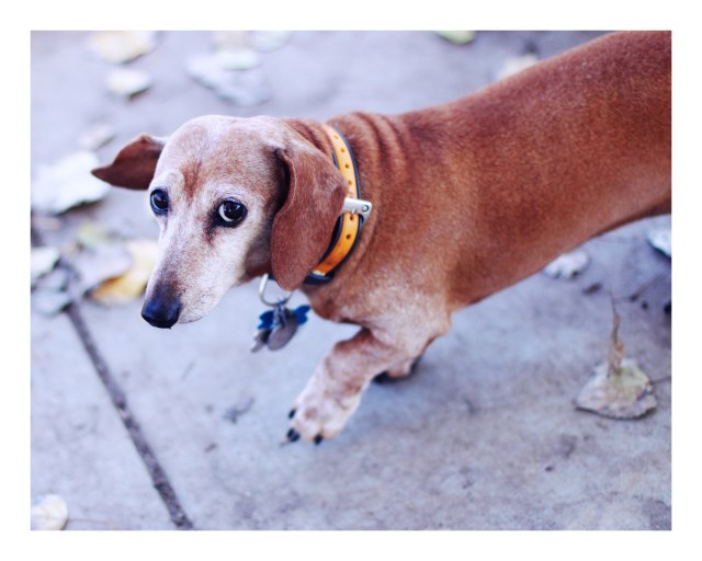 Rescue Doxie | December 2012.  Photo by: Johnny Ortez-Tibbels 