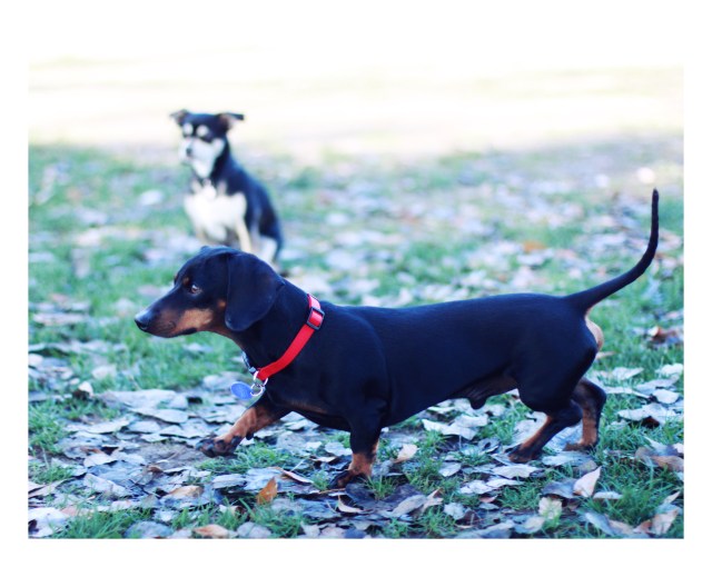 Rescue Doxie | December 2012.  Photo by: Johnny Ortez-Tibbels 
