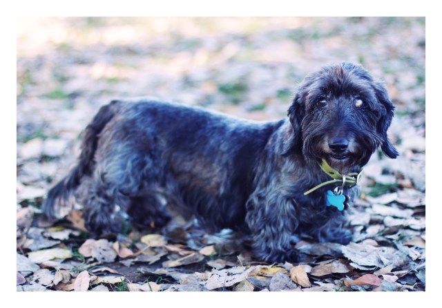 Rescue Doxie | December 2012.  Photo by: Johnny Ortez-Tibbels 