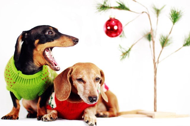 Emily & Rufus | December 2012.  Photo by: Johnny Ortez-Tibbels 