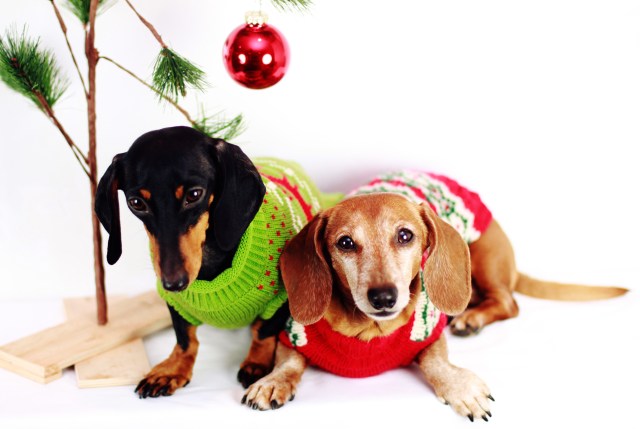 Emily & Rufus | December 2012.  Photo by: Johnny Ortez-Tibbels 