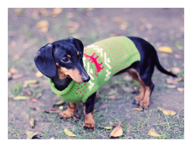 Emily | December 2012.  Photo by: Johnny Ortez-Tibbels 