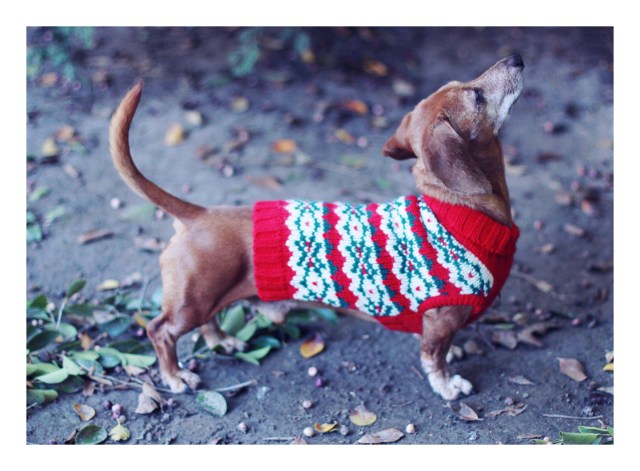 Rufus | December 2012.  Photo by: Johnny Ortez-Tibbels 