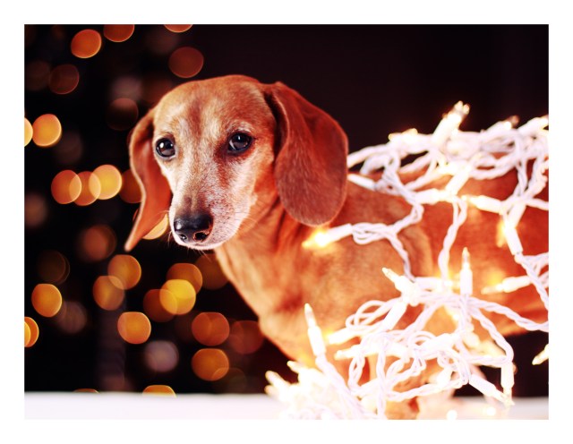 Rufus | December 2012.  Photo by: Johnny Ortez-Tibbels 