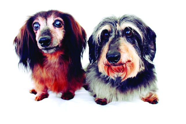 Page 76 of 102 Dachshunds | Photo by: Johnny Ortez-Tibbels