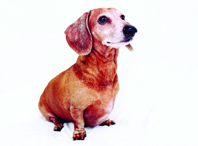 Pumpkin Page 50 | Photo by: Johnny Ortez-Tibbels 