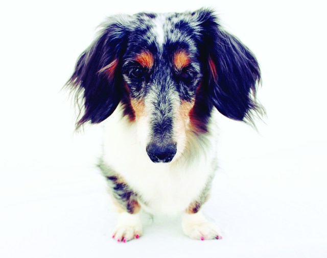 Page 62 of 102 Dachshunds | Photo by: Johnny Ortez-Tibbels 