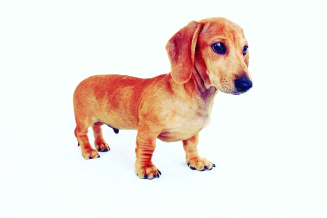 Page 98 of 102 Dachshunds. Photo by: Johnny Ortez-Tibbels