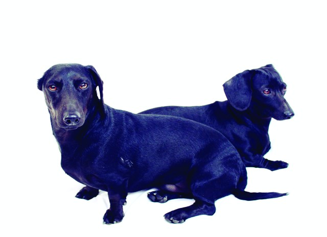 Page 30 of 102 Dachshunds | Photo by: Johnny Ortez-Tibbels