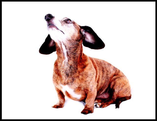 Bruno | April 2011.  Photo by: Johnny Ortez-Tibbels 