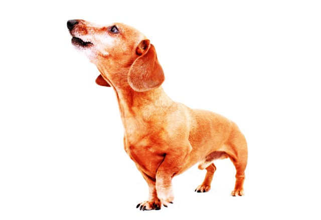 Rufus | June 2011. Photo by: Johnny Ortez-Tibbels