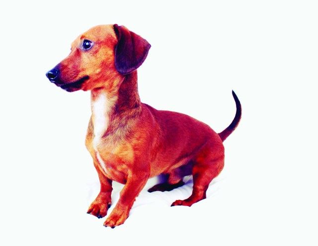 Page 85 of 102 Dachshunds | Photo by: Johnny Ortez-Tibbels