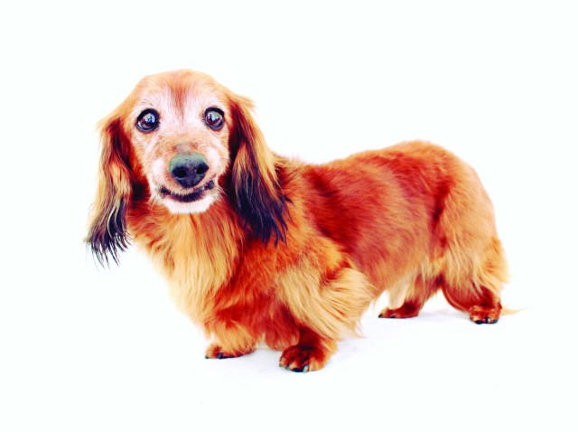 Page 63 of 102 Dachshunds | Photo by: Johnny Ortez-Tibbels 