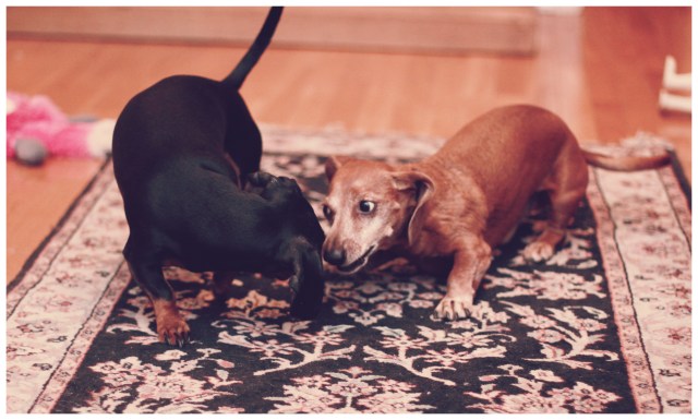 Rufus & Emily | January 2013.  Photo by: Johnny Ortez-Tibbels 