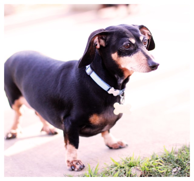 Belle | January 2013.  Photo by: Johnny Ortez-Tibbels 