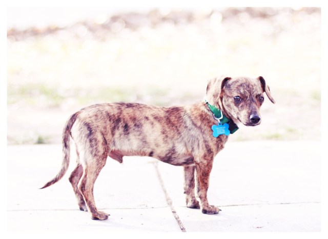 Brinsley | January 2013.  Photo by: Johnny Ortez-Tibbels 