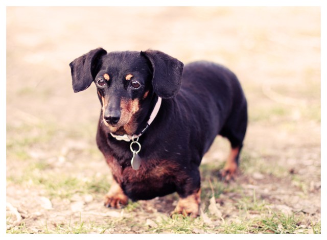 Doxie Cuteness | January 2013.  Photo by: Johnny Ortez-Tibbels 