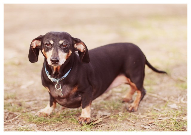 Belle | January 2013.  Photo by: Johnny Ortez-Tibbels 
