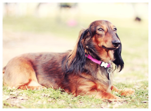 Doxie Cuteness | January 2013.  Photo by: Johnny Ortez-Tibbels 