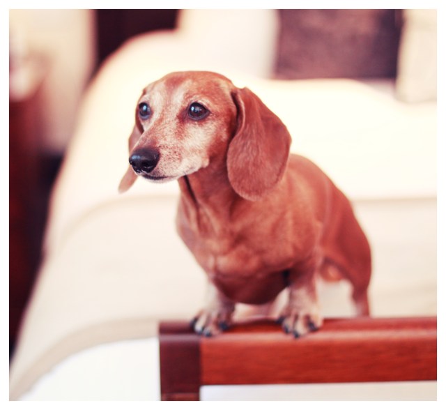 Rufus | January 2013.  Photo by: Johnny Ortez-Tibbels 