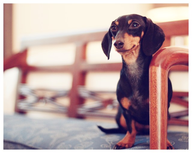 Emily | January 2013.  Photo by: Johnny Ortez-Tibbels 